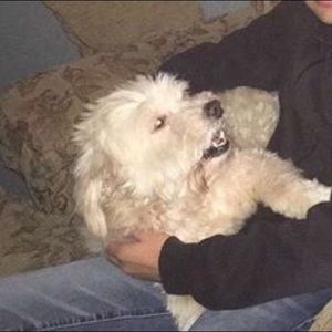 Meet your Posher, Ivan